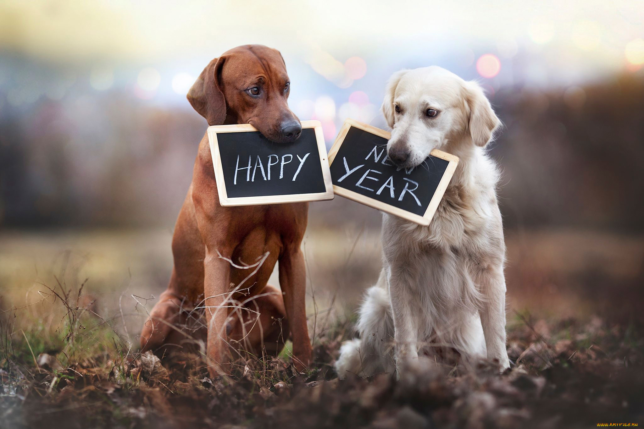 , , , happy, new, year
